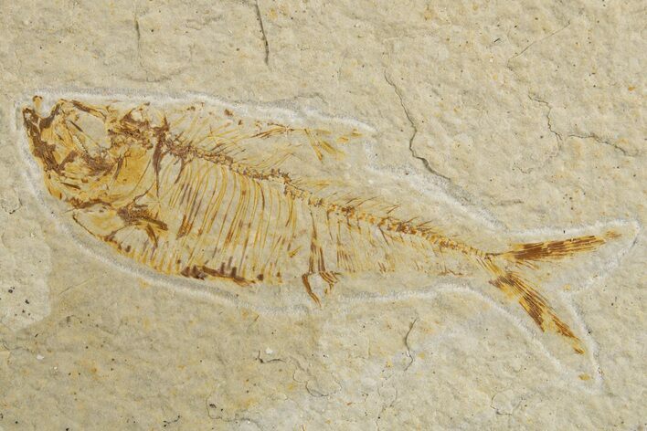 Bargain, Fossil Fish (Diplomystus) - Wyoming #320188